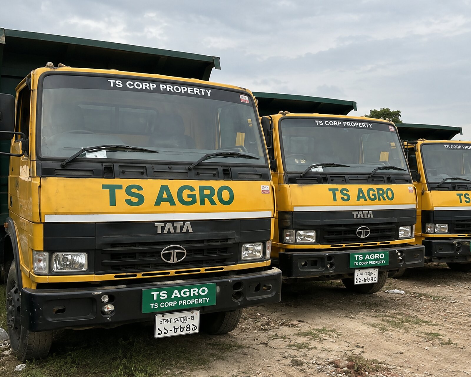 TS Corporation&rsquo;s own TS Agro Tata tipper trucks lined up at the Kushtia yard